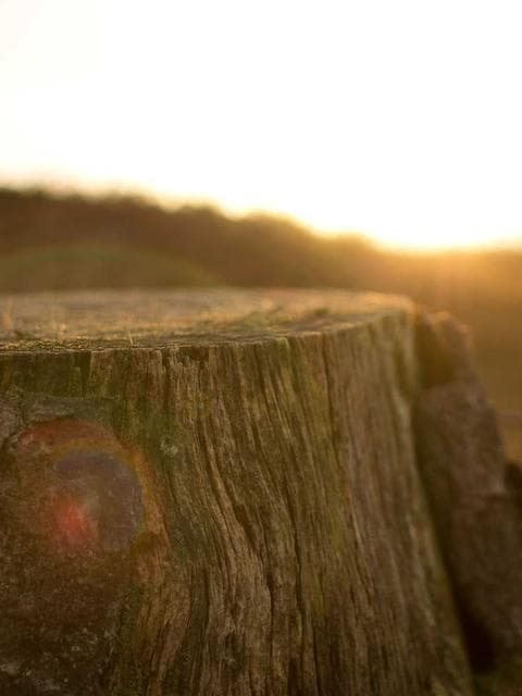 Jomar photo 1